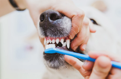 How to care for your dog's teeth?