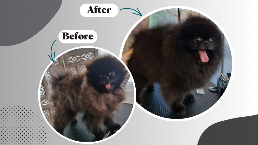 Rough fur and flaky skin: causes and solutions
