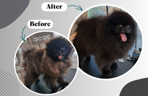 Rough fur and flaky skin: causes and solutions