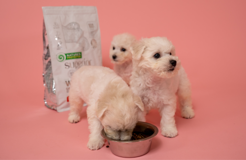 Join our breeders club!
