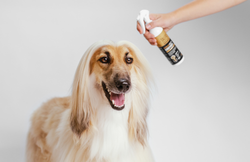 How to Deal with Mats and Tangles in Your Pet's Fur