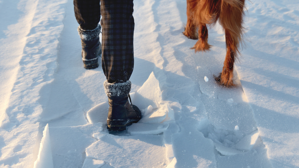 Winter Grooming Guide: Protecting Your Pet's Coat During Cold Months