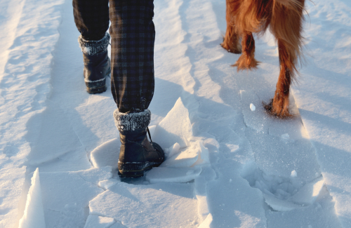 Winter Grooming Guide: Protecting Your Pet's Coat During Cold Months