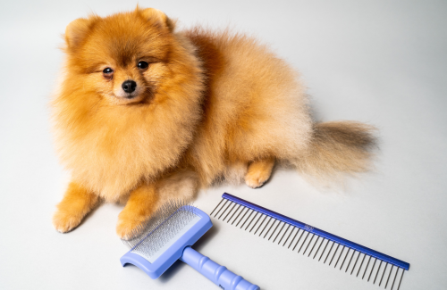 4 Reasons why you should help your dog change their coat and how to do it?