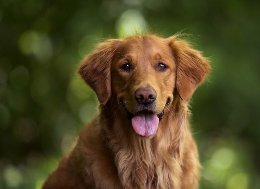 The Truth About Pet Grooming Myths: Debunking Common Misconceptions