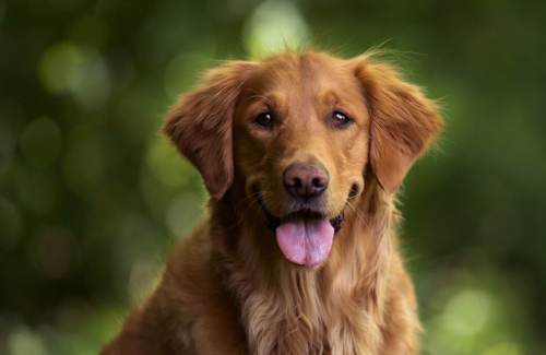 The Truth About Pet Grooming Myths: Debunking Common Misconceptions