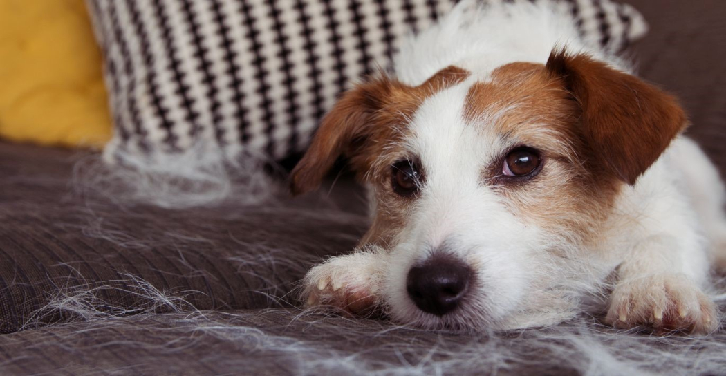 Shedding. A Pet Owner's Guide to Less Hair Around the House