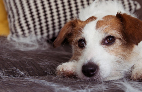 Shedding. A Pet Owner's Guide to Less Hair Around the House