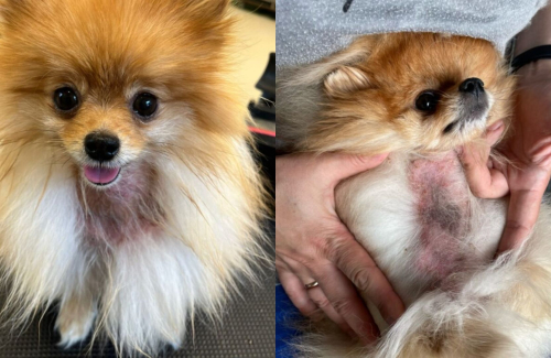 Dogs with Alopecia: Your Care Guide