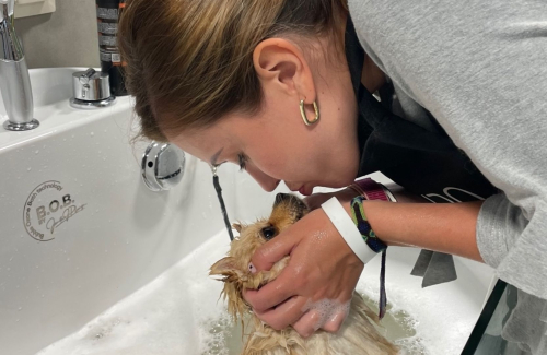 The Ultimate Guide: How to Bathe Your New Pet with Confidence