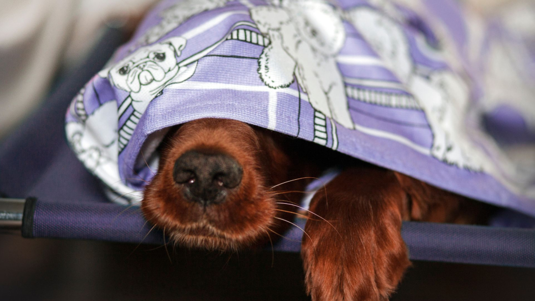 Importance of Drying Your Pet's Coat After Bathing