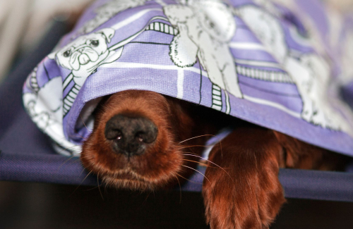 Importance of Drying Your Pet's Coat After Bathing