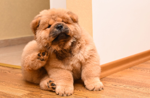 Combating Dandruff in Pets: Prevention and Treatment Tips