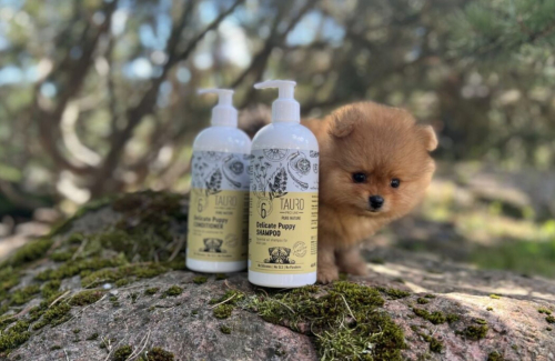 Harnessing Nature's Power: The Importance of Essential Oils in Pet Skin and Coat Care
