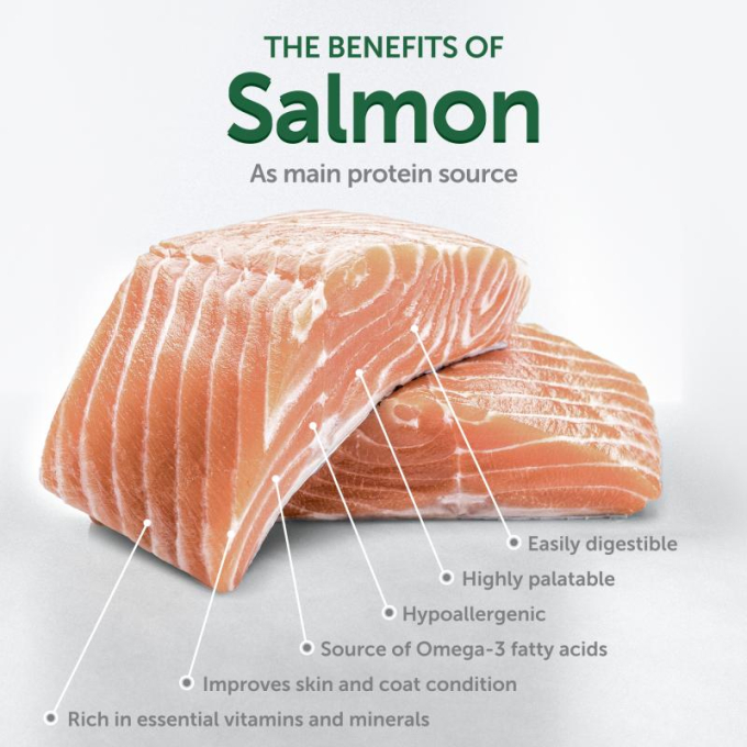 dry grain free food for junior dogs of all breeds with white coat, with salmon - 1