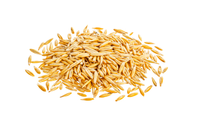 Barley