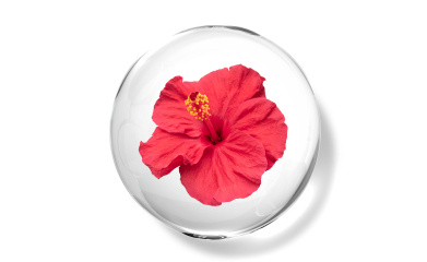 Hibiscus Rosa Oil