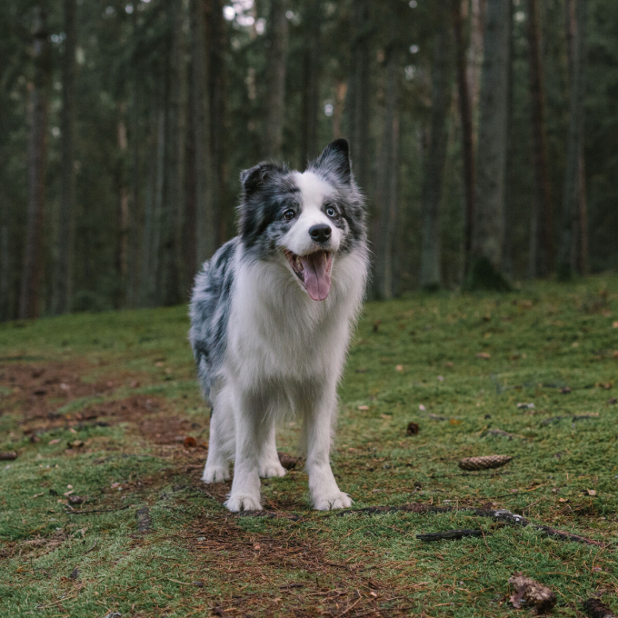 complementary feed for adult dogs for prevention of worms - 3