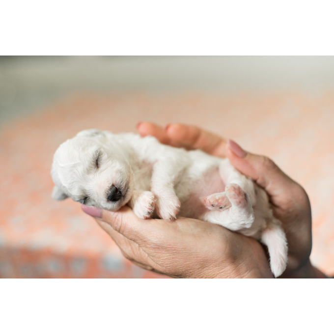 milk replacer for puppies for bone development &amp; growth - 3
