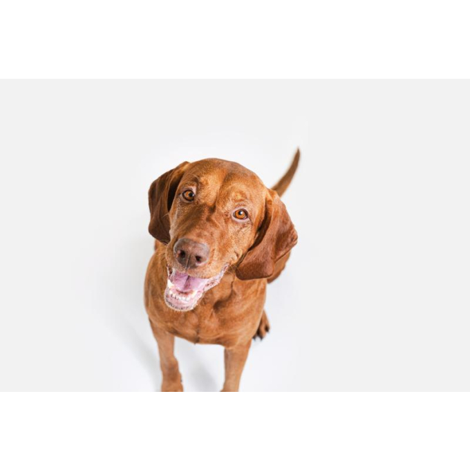 complementary grain free feed - snacks for free gums and oral care with insects for junior all breed dogs with red coat - 13